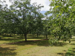 Verger de noyers, Molières (24)